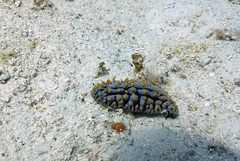 Phyllidia varicosa