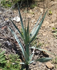 Hesperoyucca whipplei