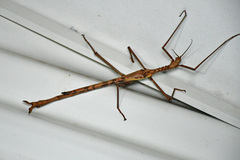 Acrophylla enceladus