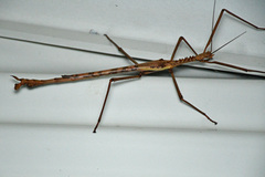 Acrophylla enceladus