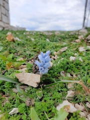 Bellevalia hyacinthoides