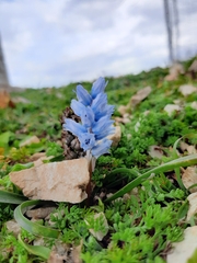 Bellevalia hyacinthoides