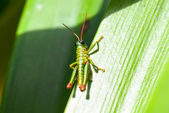 Agesander ruficornis