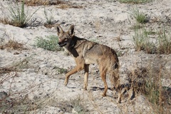 Canis latrans