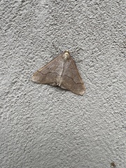 Erannis tiliaria