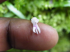 Stenoglottis