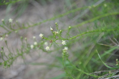 Baccharis ulicina
