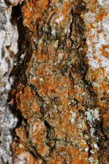 Trentepohlia aurea