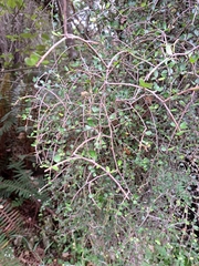 Myrsine divaricata