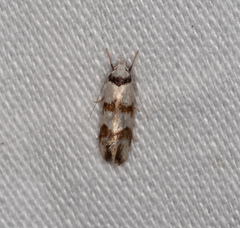Chezala brachypepla