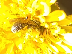 Halictidae