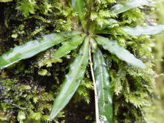 Stenoglottis