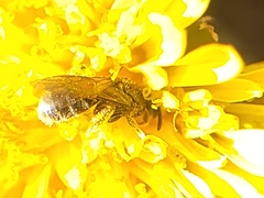 Halictidae