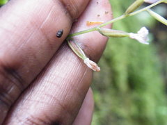 Stenoglottis