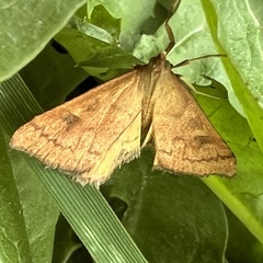Mnesictena flavidalis