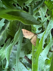 Mnesictena flavidalis