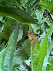 Mnesictena flavidalis