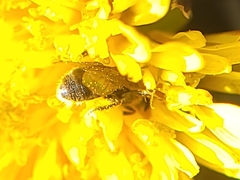 Halictidae