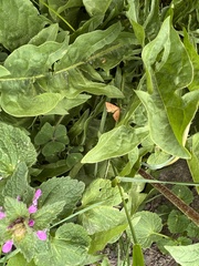 Mnesictena flavidalis