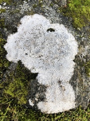 Lecanora rupicola