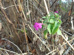 Ruellia inundata