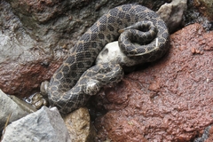 Crotalus polystictus