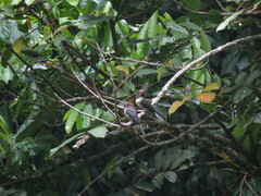 Jacamaralcyon tridactyla