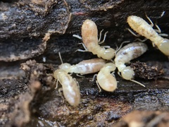 Reticulitermes grassei