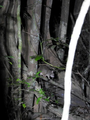 Uromys caudimaculatus