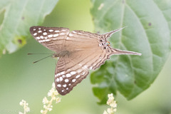 Marpesia merops