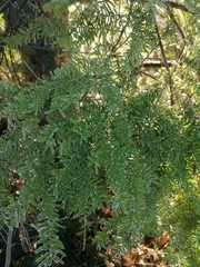 Tsuga heterophylla
