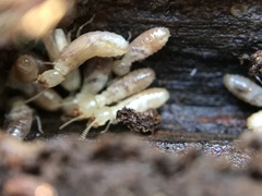 Reticulitermes grassei