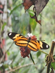 Heliconius ethilla narcaea