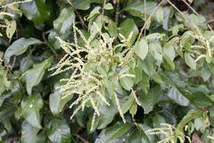 Clethra mexicana