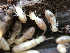 Reticulitermes grassei