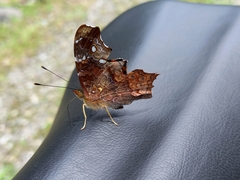 Hypanartia