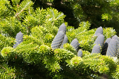 Abies koreana