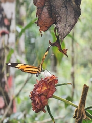 Heliconius ethilla narcaea