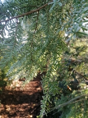 Tsuga heterophylla