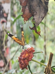 Heliconius ethilla narcaea