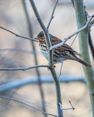 Passerella iliaca iliaca