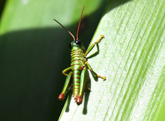 Agesander ruficornis