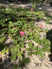 Tephrosia chrysophylla