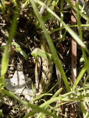 Acrotylus insubricus