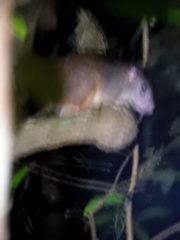 Uromys caudimaculatus
