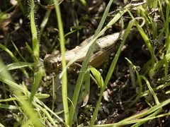 Acrotylus insubricus