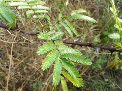 Mimosa tenuiflora
