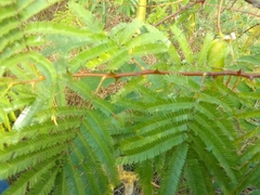 Mimosa tenuiflora