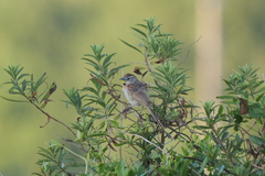 Schoeniophylax phryganophilus
