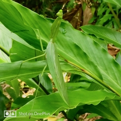 Macromantis nicaraguae